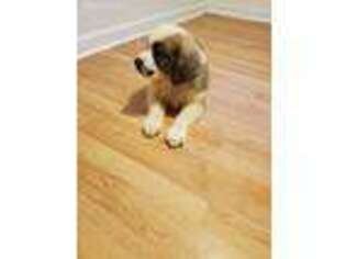 Saint Bernard Puppy for sale in Dunn, NC, USA