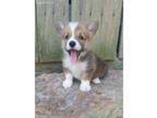 Pembroke Welsh Corgi Puppy for sale in Loogootee, IN, USA