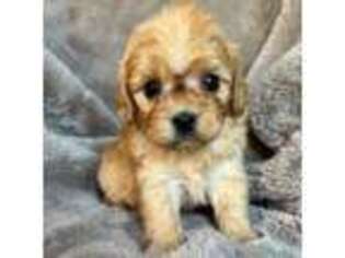 Cavapoo Puppy for sale in Midland, NC, USA