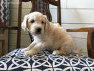 Goldendoodle Puppy for sale in Oakley, UT, USA