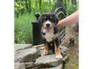 Greater Swiss Mountain Dog Puppy for sale in Morgantown, PA, USA