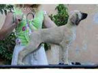 Afghan Hound Puppy for sale in Atlanta, GA, USA