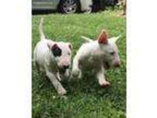 Bull Terrier Puppy for sale in Winston Salem, NC, USA