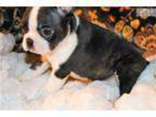 Boston Terrier Puppy for sale in Houma, LA, USA