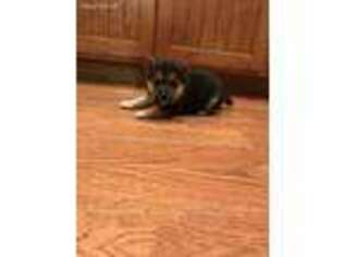 Shiba Inu Puppy for sale in Carthage, MO, USA