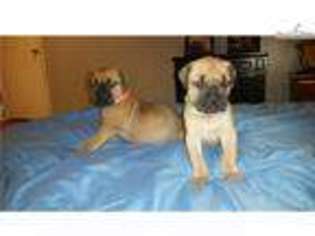 American Bandogge Puppy for sale in Baltimore, MD, USA