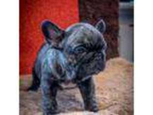French Bulldog Puppy for sale in Providence, RI, USA