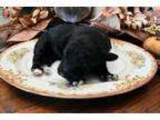 Mutt Puppy for sale in Newalla, OK, USA