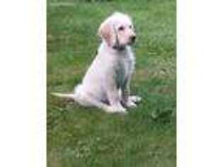 Goldendoodle Puppy for sale in Rathdrum, ID, USA