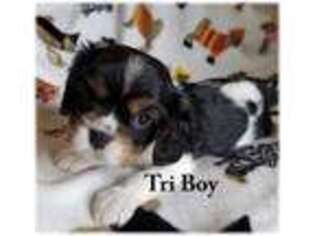 Cavalier King Charles Spaniel Puppy for sale in Eureka Springs, AR, USA
