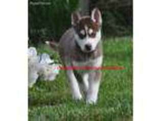 Siberian Husky Puppy for sale in De Graff, OH, USA