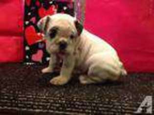 Bulldog Puppy for sale in ONALASKA, TX, USA
