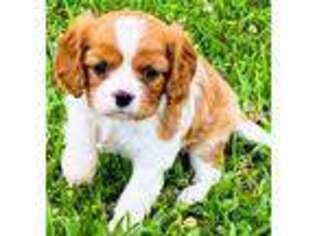 Cavalier King Charles Spaniel Puppy for sale in Lafayette, LA, USA