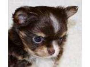 Chihuahua Puppy for sale in Huntsville, AR, USA