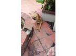 Staffordshire Bull Terrier Puppy for sale in MIAMI, FL, USA