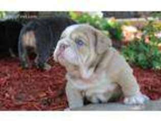 Bulldog Puppy for sale in Garden City, KS, USA
