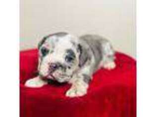 Bulldog Puppy for sale in Iowa Falls, IA, USA