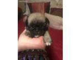 Pug Puppy for sale in Griffith, IN, USA