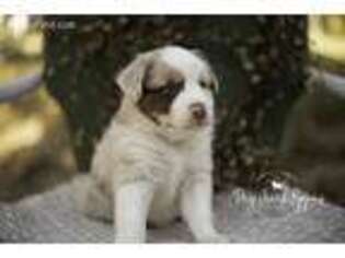 Miniature Australian Shepherd Puppy for sale in Pomona, MO, USA