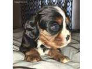 Cavalier King Charles Spaniel Puppy for sale in Ontario, NY, USA