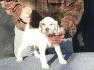 English Setter Puppy for sale in Scottsville, VA, USA