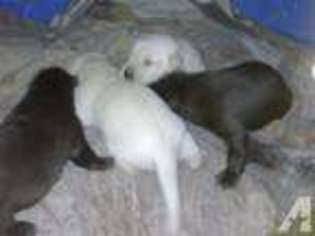 Labrador Retriever Puppy for sale in LEXINGTON, NC, USA