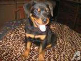 Rottweiler Puppy for sale in WARWICK, GA, USA