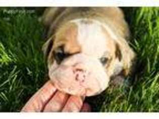 Olde English Bulldogge Puppy for sale in Holmesville, OH, USA