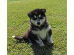 Siberian Husky Puppy for sale in Big Cabin, OK, USA