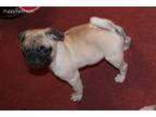 Pug Puppy for sale in Russellville, KY, USA