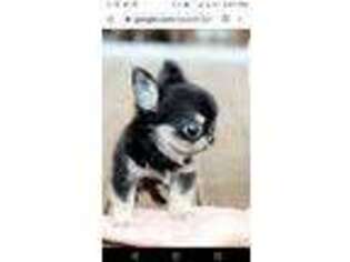Chihuahua Puppy for sale in Millbrook, NY, USA