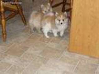 Pomeranian Puppy for sale in Linton, IN, USA