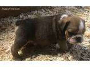 Bulldog Puppy for sale in Russellville, AR, USA