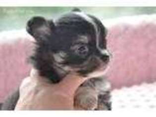 Chihuahua Puppy for sale in Erwin, TN, USA