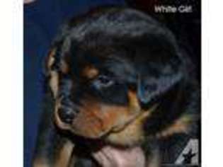 Rottweiler Puppy for sale in UNION GROVE, WI, USA