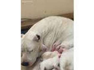 Dogo Argentino Puppy for sale in Cleveland, TN, USA