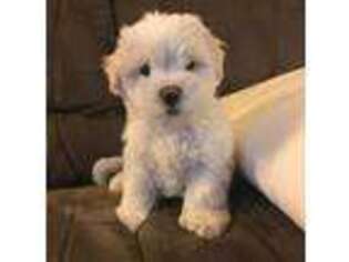 Maltese Puppy for sale in Brookville, OH, USA
