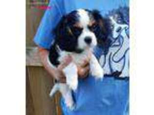 Cavalier King Charles Spaniel Puppy for sale in Stuarts Draft, VA, USA
