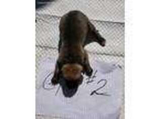 Catahoula Leopard Dog Puppy for sale in Selma, CA, USA