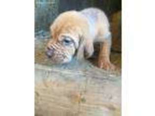 Bloodhound Puppy for sale in Nice, CA, USA