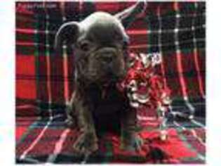 French Bulldog Puppy for sale in Roy, WA, USA