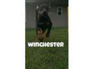 Doberman Pinscher Puppy for sale in Fort Wayne, IN, USA