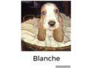 Basset Hound Puppy for sale in Norwalk, OH, USA