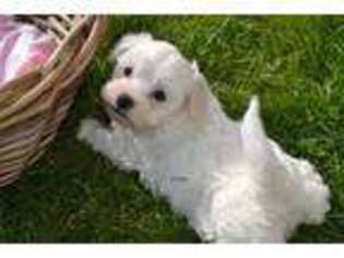 Maltese Puppy for sale in Bainbridge Island, WA, USA