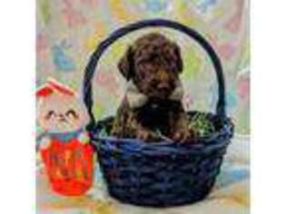 Labradoodle Puppy for sale in Jamestown, OH, USA