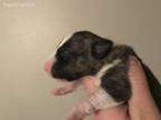Bull Terrier Puppy for sale in Glorieta, NM, USA
