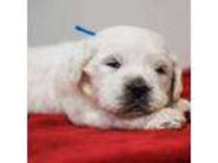 Mutt Puppy for sale in Millry, AL, USA