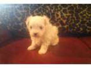 Maltese Puppy for sale in Paris, KY, USA