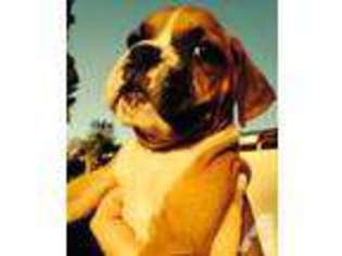 Boxer Puppy for sale in ENCINO, CA, USA
