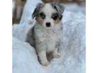 Miniature Australian Shepherd Puppy for sale in Morrison, CO, USA